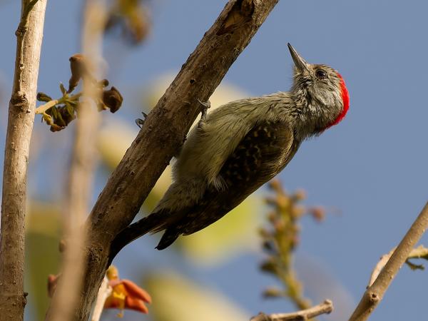 <h3><a href="/trips/gambia/biota/animalia/chordata/aves/039 piciformes/009 picidae/dendropicos fuscescens/dendropicos fuscescens-nl.html">Dendropicos&nbsp;fuscescens</a> / Cardinal&nbsp;woodpecker / Kardinaalspecht</h3>OM-1 Mark II met OLYMPUS M.150-400mm F4.5, 1/2000 sec  bij F4.5, ISO 500, afstand 9.38&nbsp;m